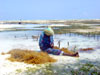 Seaweed-Farming in Jambiani